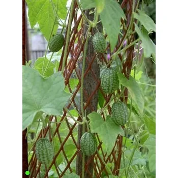 Semeno MELOTHRIA scabra "Mexická okurka" 10 semen
