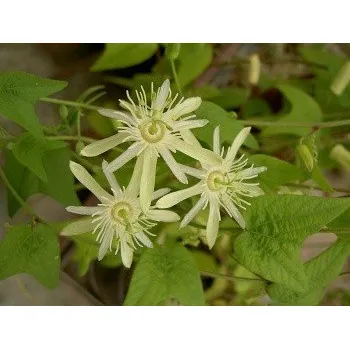 Semeno PASSIFLORA capsularis cv. vanilla cream 8 semen