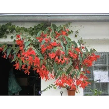 Semeno BEGONIA boliviensis Červená (porce)