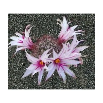 Semeno MAMMILLARIA fraileana 10 semen