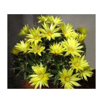 Semeno DOLICHOTHELE longimamma 10 semen