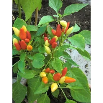 Semeno PAPRIKA Prairie Fire (Capsicum annuum) 10 semen