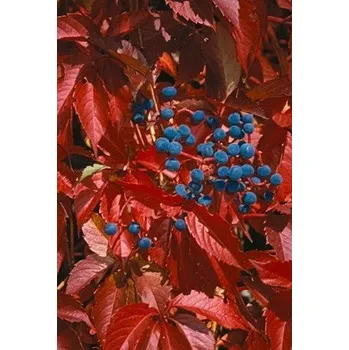 Semeno PARTENOCISSUS guinguefolia 15 semen