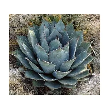 Semeno AGAVE parrasana 3 semena