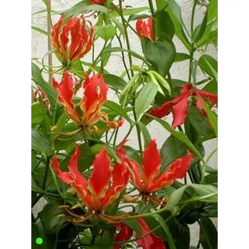 Semeno GLORIOSA rothschildiana 5 semen