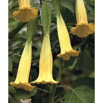 Semeno Brugmansia sanguinea Aurea "Andělská trumpeta" 2 semena