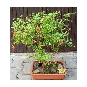 Semeno PUNICA granatum nana 10 semen