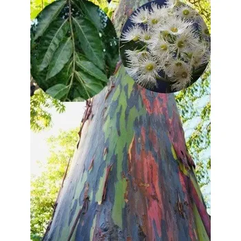 Semeno Eucalyptus deglupta 15 semen