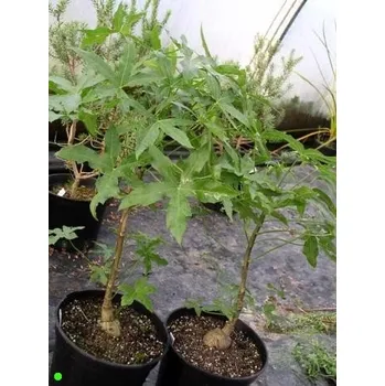 Semeno CUSSONIA natalensis 3 semena