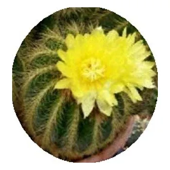 Semeno Notocactus warasii 15 semen