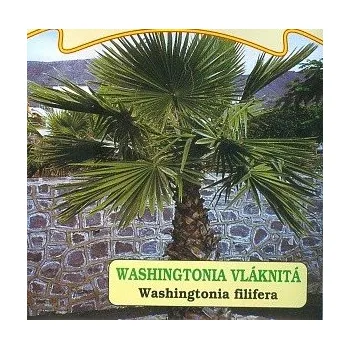 Sazenice WASHINGTONIA filifera 5 semen