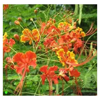 Semeno CAESALPINIA pulcherrima "Pýcha Barbadosu" 5 semen