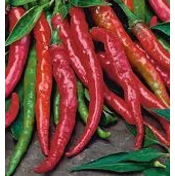 Semeno Paprika pálivá Poseidon 15 semen