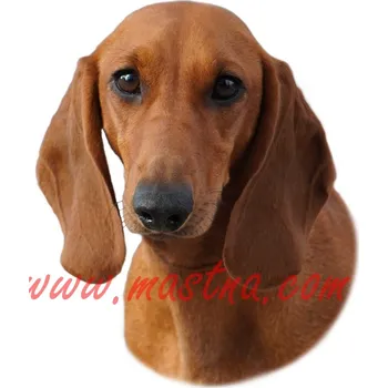 Samolepka jezevčík hladkosrstý 581