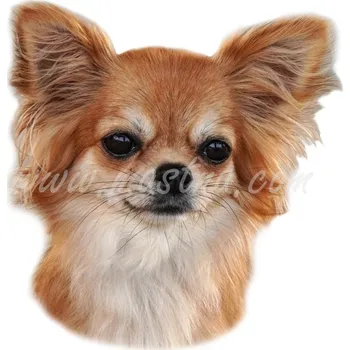 Samolepka čivava, chihuahua 390