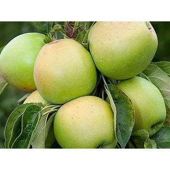 Sazenice Jabloň sloupovitá 'Moonlight' - kontejner Balení: kontejner C5, Podnož: A2