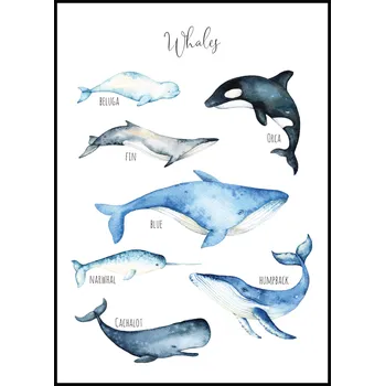 Plakát Jen tak z lásky Plakát Velryby Rozměr plakátu: A4 (21 x 29,7 cm)