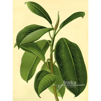 Dekorativní polštářek Reprodukce Ficus elastica Velikost: 30 x 40 cm