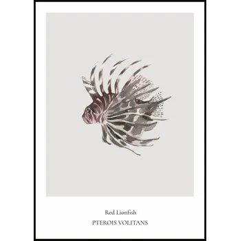 Plakát Jen tak z lásky Plakát Red Lionfish Rozměr plakátu: A4 (21 x 29,7 cm)