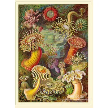 Dekorativní polštářek Reprodukce z přírody, sasanky Velikost: 30 x 40 cm