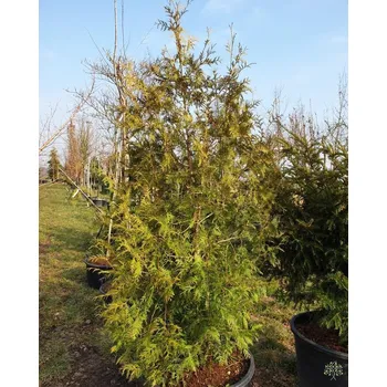 Sazenice Zerav západní kontejner C160, výška 250cm