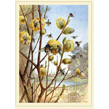 Obraz Reprodukce z přírody, včely Velikost: 21 x 31 cm