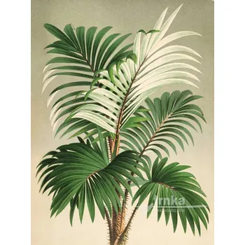 Obraz Reprodukce Palma areková Dypsis Lutescens Velikost: 30 x 40 cm