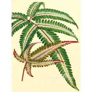 Dekorativní polštářek Reprodukce Kapradina Pteris quadriaurita Tricolor Velikost: 30 x 40 cm