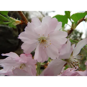 Sazenice Třešeň chloupkatá 'Fukubana' Balení: bal/airpot/kontejner, Tvar: roubováno na kmínku, výška 220 cm, OK 18/20