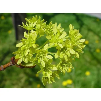 Sazenice Javor mléč Balení: kontejner C15, Tvar: výška 180-200cm