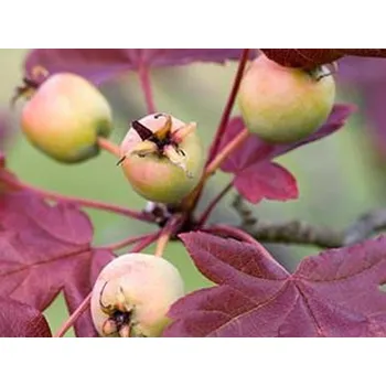 Sazenice Jabloň trojlaločná