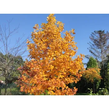 Sazenice Liliovník tulipánokvětý kontejner C80, kmínek 180cm, OK 14/16