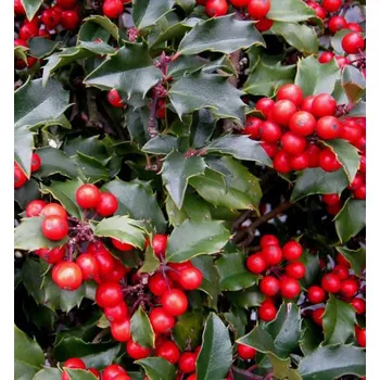 Sazenice Cesmína modrá Blue Princess 70-80 cm 2 l