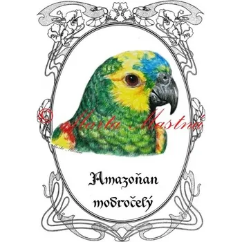 Cedulka amazoňan modročelý, papoušek 2 - Bez samolepicí vrstvy