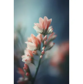 Plakát Plakát, Obraz - Pastel Pink Beauty, Treechild