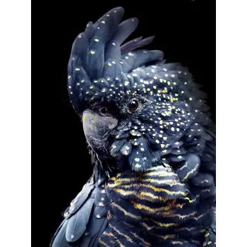 Plakát Plakát, Obraz - Black Parrot, Lola Peacock