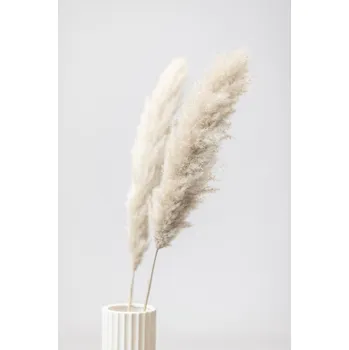 Plakát Plakát, Obraz - Pampas Grass Grey 11, Studio Collection