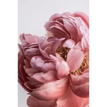 Plakát Plakát, Obraz - Peony, Mareike Bohmer