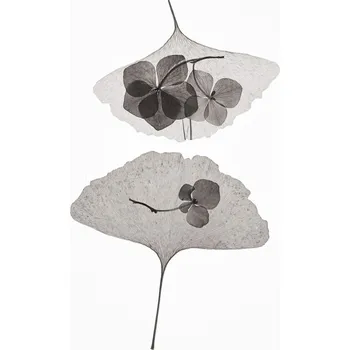 Plakát Plakát, Obraz - Botanical 35, Lenka