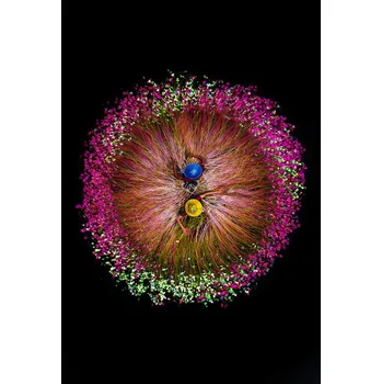 Plakát Plakát, Obraz - Harvesting water lilies, Tanvir