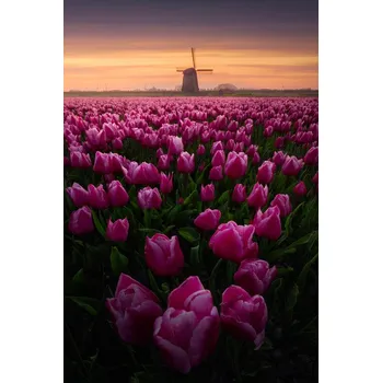 Plakát Plakát, Obraz - Tulip Mania, SANDEEP MATHUR