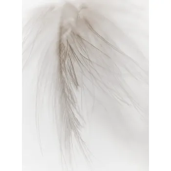 Plakát Plakát, Obraz - White Feather, Magda Izzard