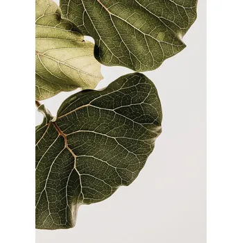 Plakát Plakát, Obraz - Abutifolia No1, Shot by Clint