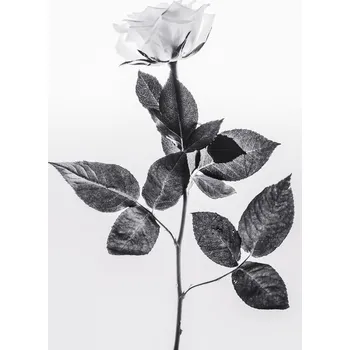 Plakát Plakát, Obraz - Rose, Magda Izzard