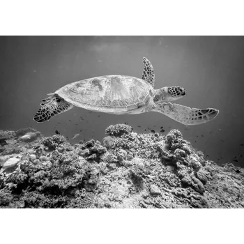 Plakát Plakát, Obraz - Sea Turtle at Sipadan, Yumian Deng