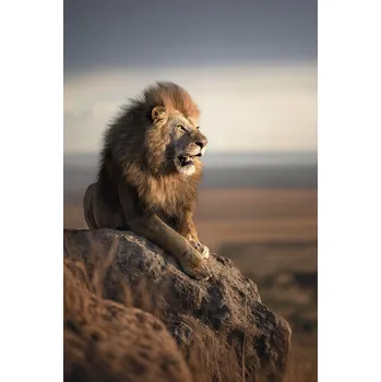 Plakát Plakát, Obraz - Mountain Lion, Marcel Egger