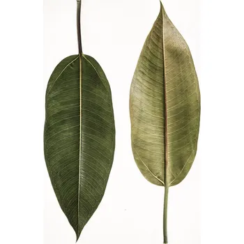 Plakát Plakát, Obraz - Leaf Study 05, Shot by Clint