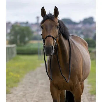 Vybavení pro koně Jezdecká provazová ohlávka Norton včetně otěží černá