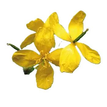 Doplněk stravy STEZA - Vlaštovičníková tinktura - FORTE 3x 50 ml. (Vlaštovičníkové kapky)