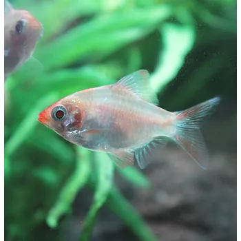 Akvárium Parmička čtyřpruhá albin - Puntius tetrazona albin